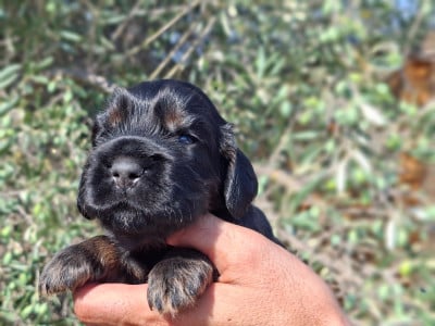 Les chiots de Cocker Spaniel Anglais