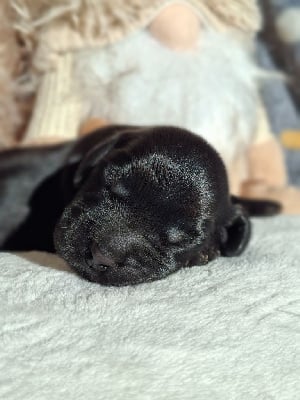 Les chiots de Cocker Spaniel Anglais