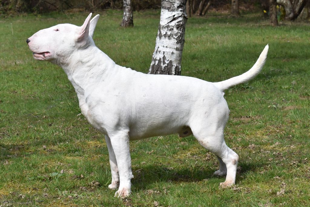 Publication : chuckson's