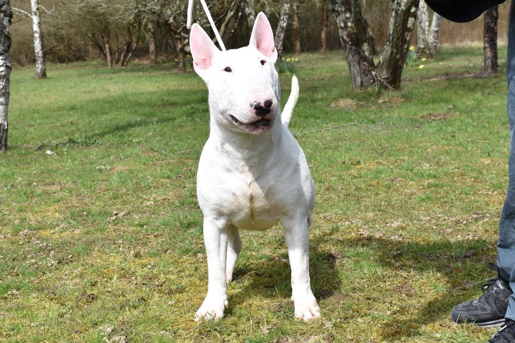 Publication : chuckson's