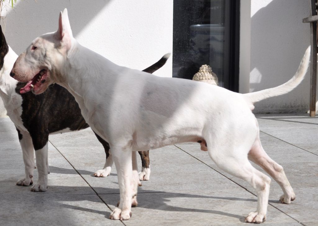 Publication : chuckson's