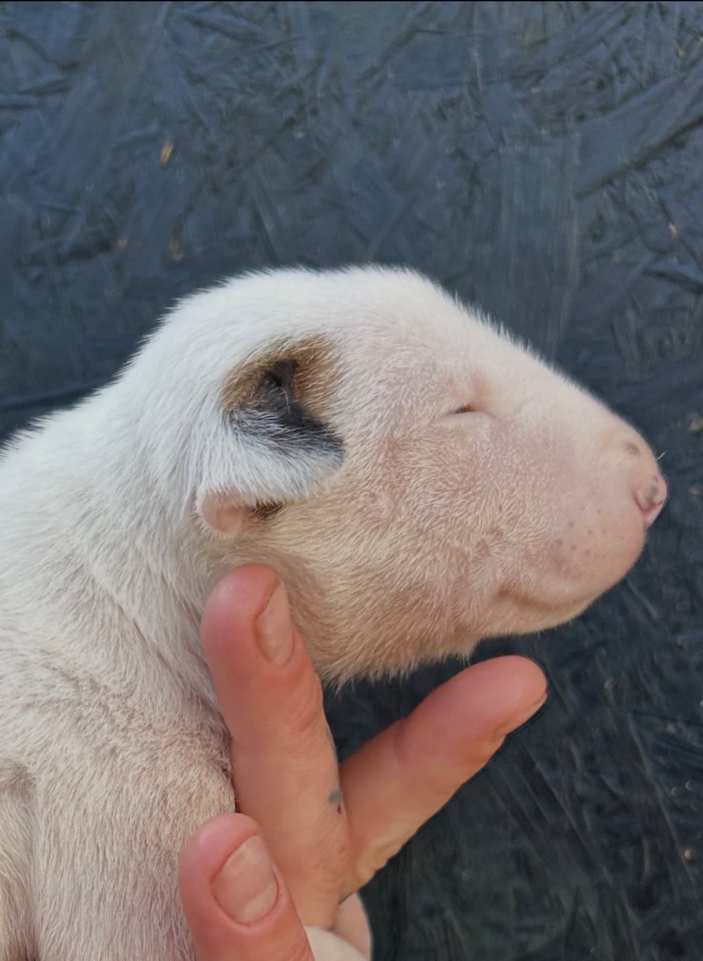 Chiot N°2 - Bull Terrier