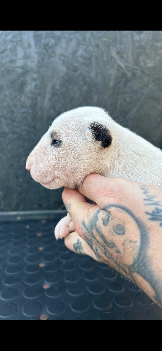 Chiot N°4 - Bull Terrier
