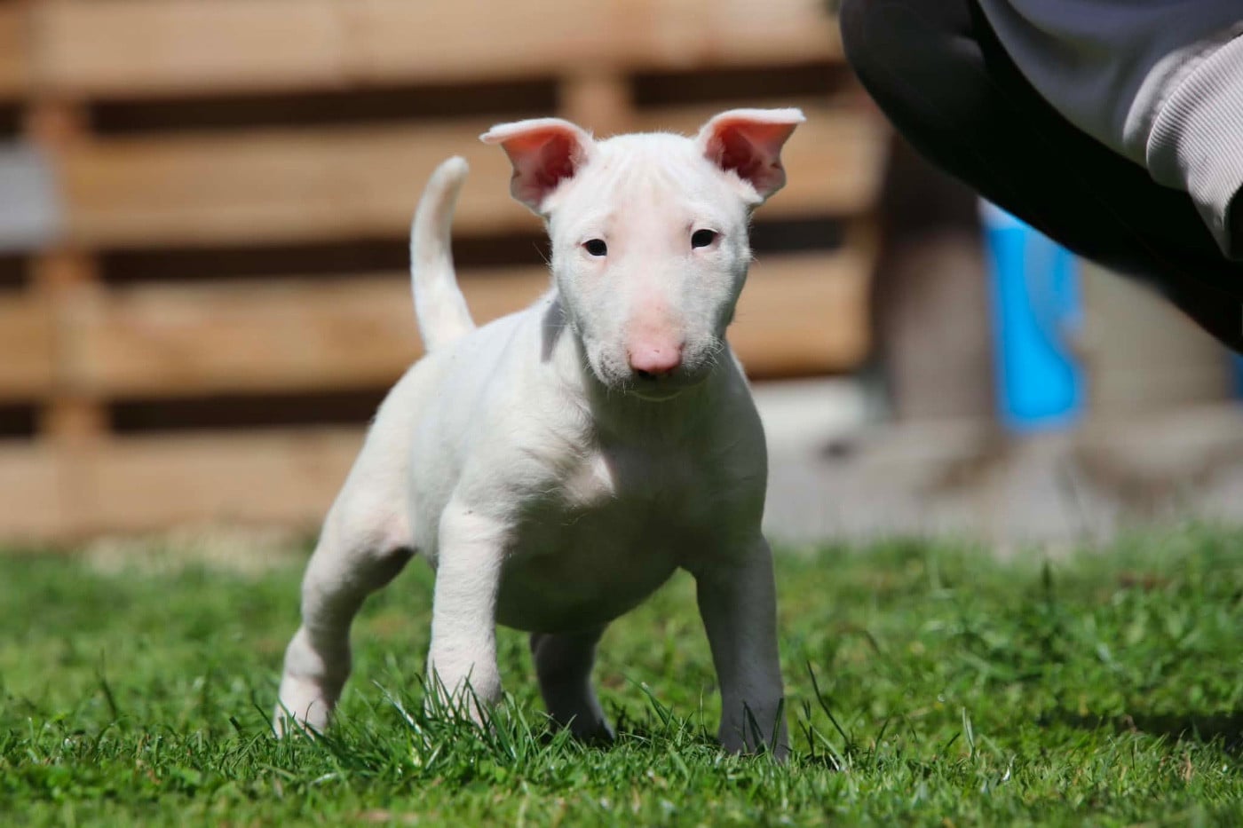 Chiot N°3