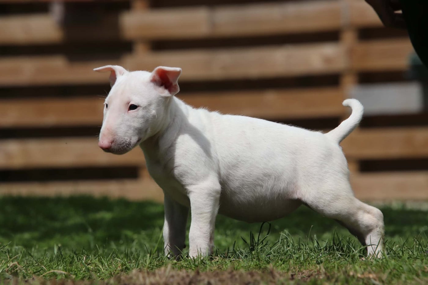 Chiot N°3