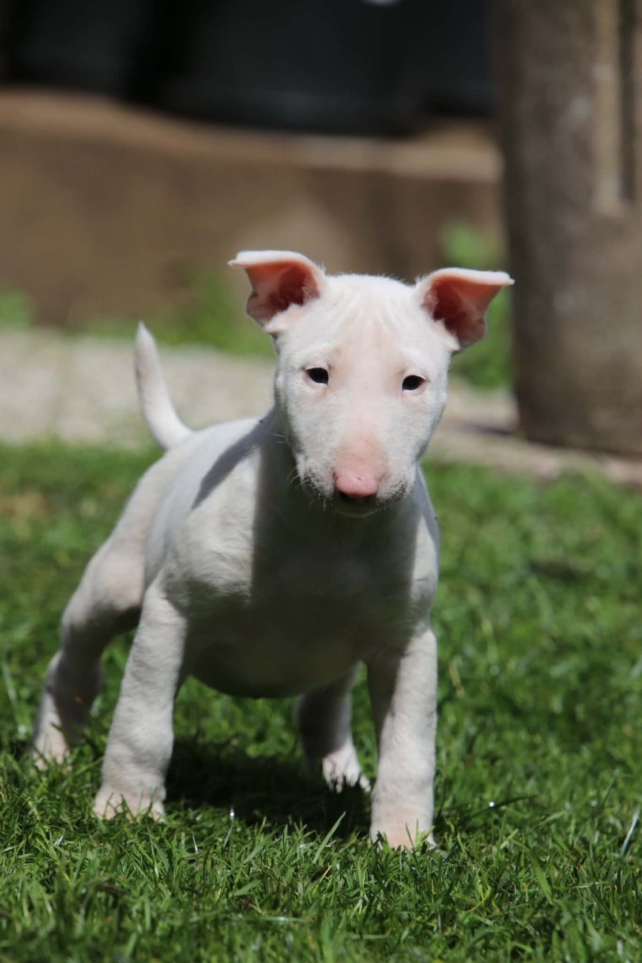 Chiot N°3