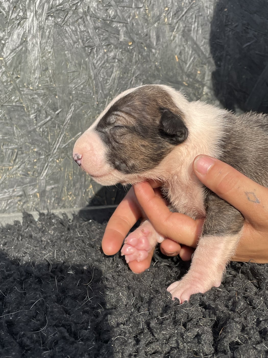 Chiot N°2 - Bull Terrier