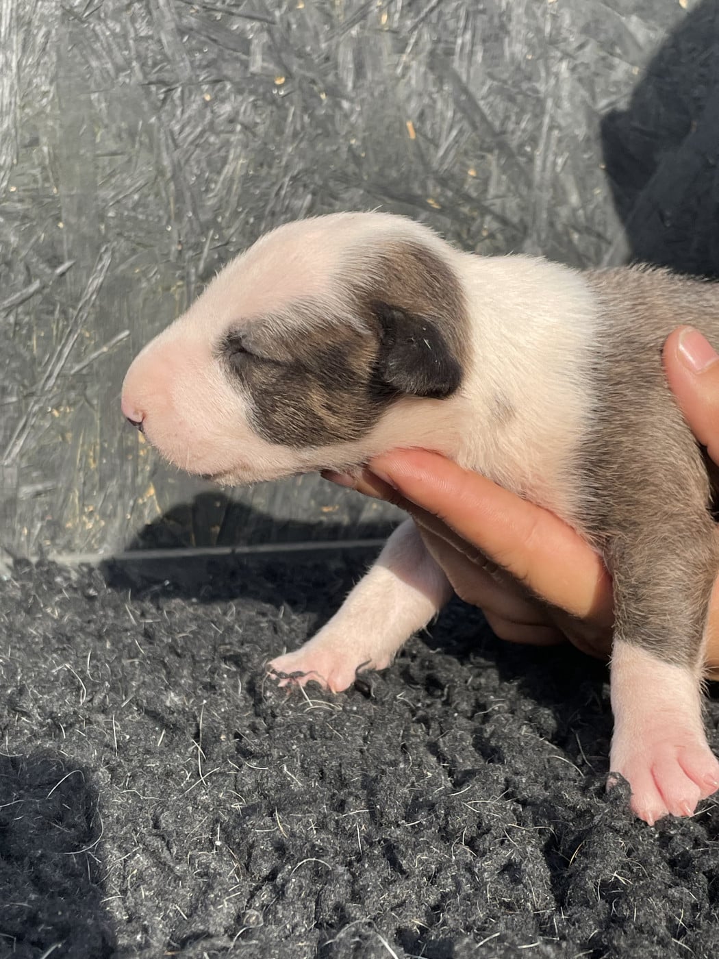 Chiot N°3 - Bull Terrier