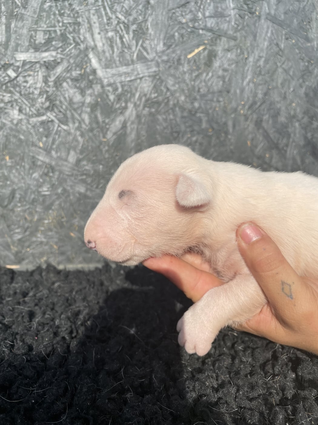 Chiot N°5 - Bull Terrier