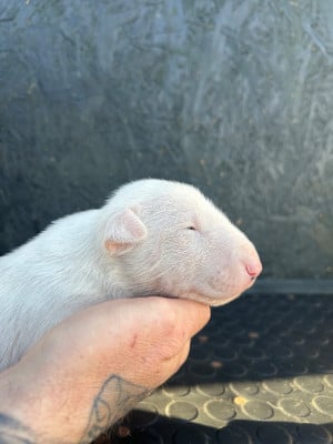 Les chiots de Bull Terrier