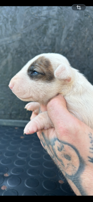 Les chiots de Bull Terrier
