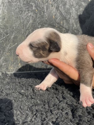 Les chiots de Bull Terrier