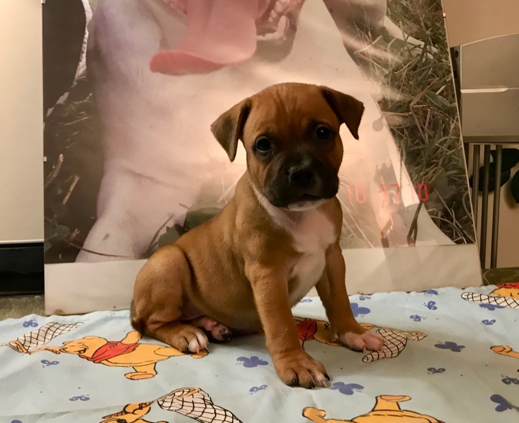 Chiot Staffordshire Bull Terrier, Mâle 1, mâle disponible