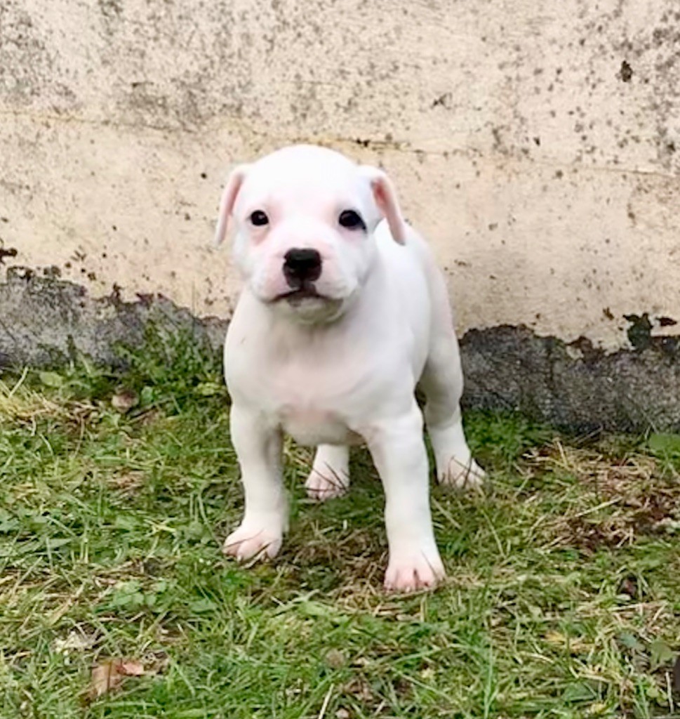 Chiot Staffordshire Bull Terrier, Femelle 4, femelle