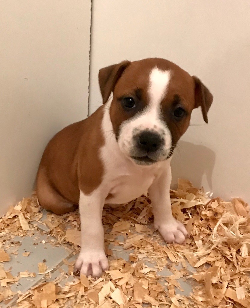 Chiot Staffordshire Bull Terrier, Femelle 3, femelle