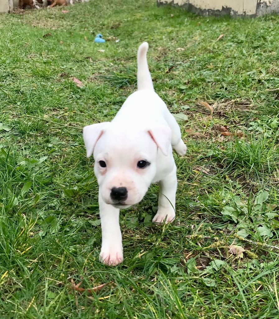 Chiot Staffordshire Bull Terrier, Femelle 4, femelle
