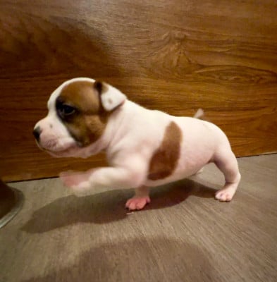 Les chiots de Staffordshire Bull Terrier