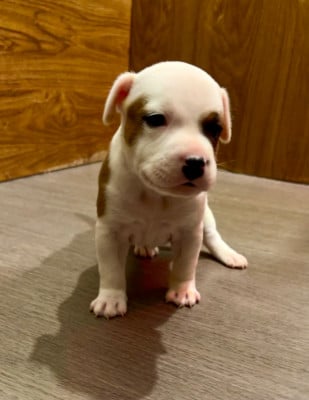 Les chiots de Staffordshire Bull Terrier