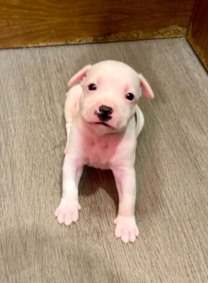 Les chiots de Staffordshire Bull Terrier