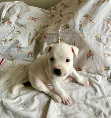 Les chiots de Staffordshire Bull Terrier
