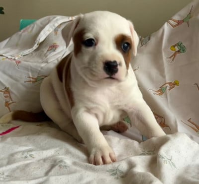 Les chiots de Staffordshire Bull Terrier
