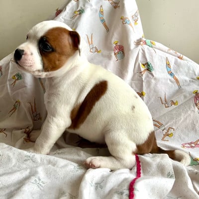 Les chiots de Staffordshire Bull Terrier