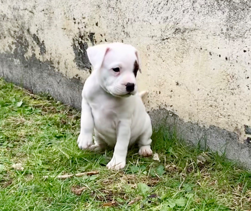 Chiot Staffordshire Bull Terrier, Femelle 1, femelle