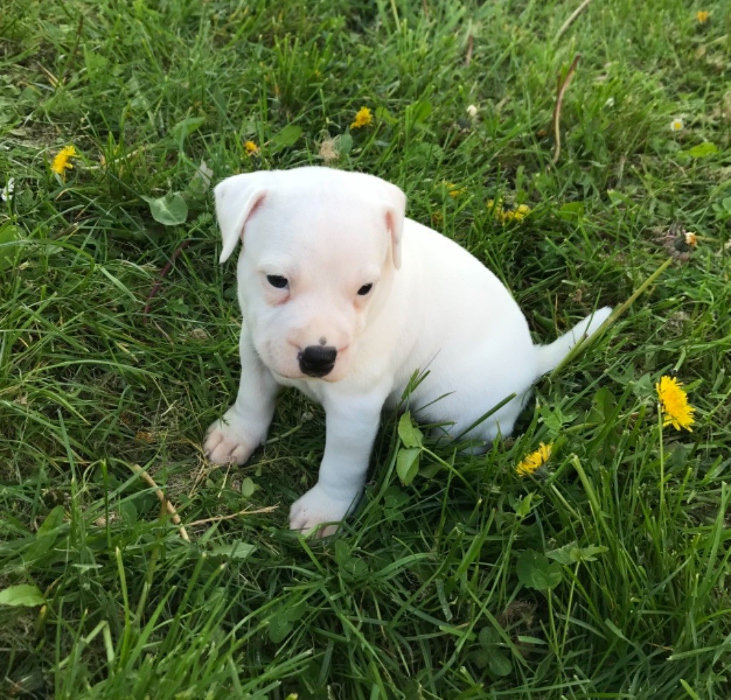 Chiot Staffordshire Bull Terrier, Mâle 1, mâle disponible