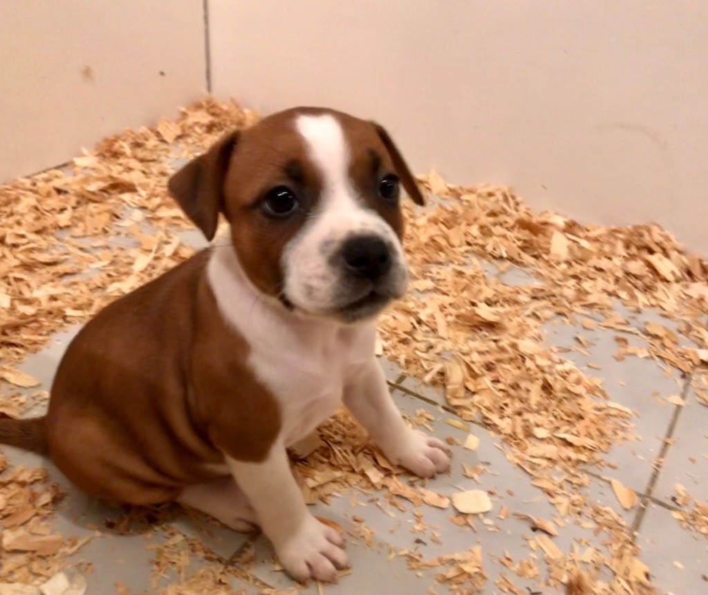 Chiot Staffordshire Bull Terrier, Femelle 3, femelle