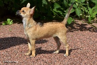 Étalon Chihuahua - Chihuahua De La Vimeuziere