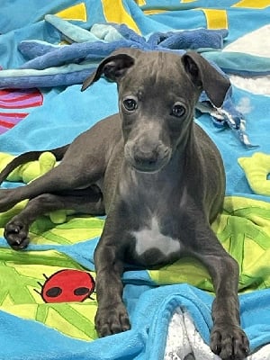 Les chiots de Petit Levrier Italien