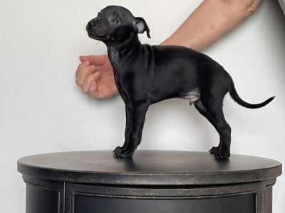 Les chiots de Petit Levrier Italien