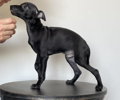 Les chiots de Petit Levrier Italien