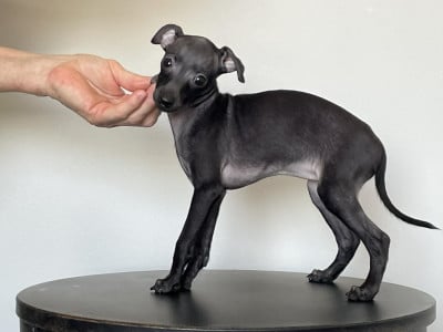 Les chiots de Petit Levrier Italien