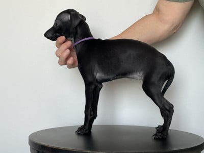 Les chiots de Petit Levrier Italien
