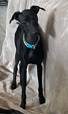 Les chiots de Petit Levrier Italien