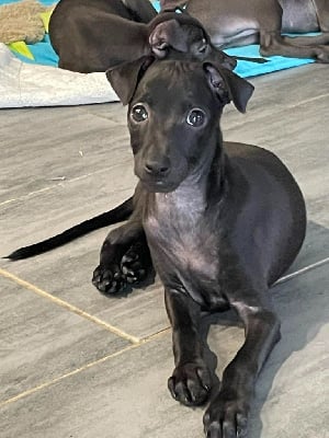 Les chiots de Petit Levrier Italien