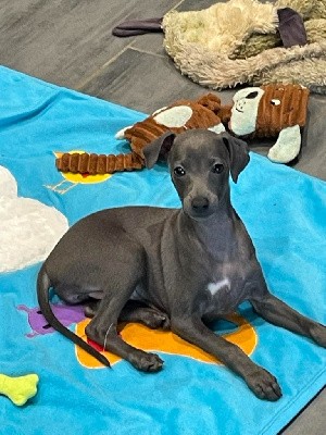 Petit Levrier Italien