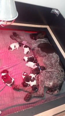 Chiot N°3 - Chien d'arrêt allemand à poil dur