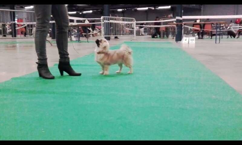 La cerise sur le gâteau Des Divines Idylles De Nagaco - Prometteur classe puppy femelle