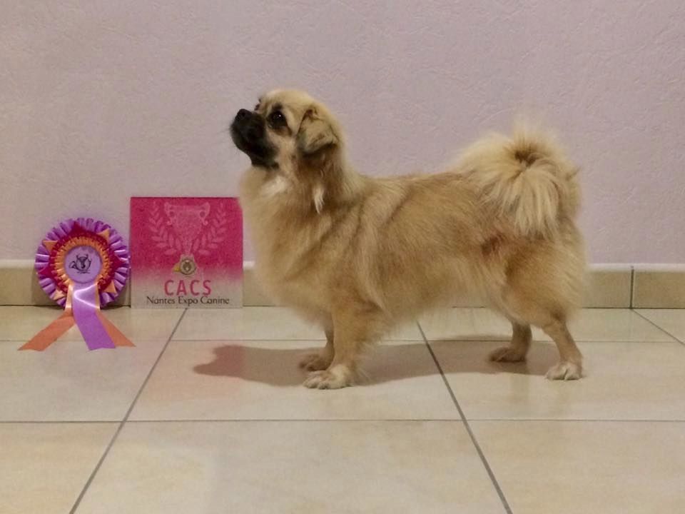 La cerise sur le gâteau Des Divines Idylles De Nagaco - 1 ère excellente classe ouverte - CACS - MEILLEUR DE RACE