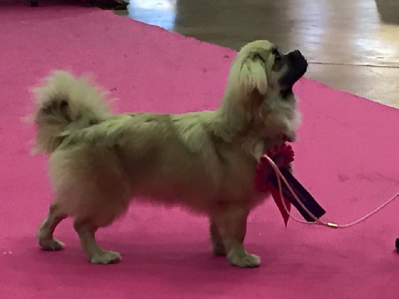 La cerise sur le gâteau Des Divines Idylles De Nagaco - 2 ème très prometteur classe puppy