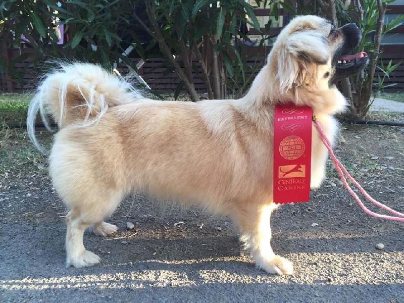 La cerise sur le gâteau Des Divines Idylles De Nagaco - 1 ère excellente classe jeune - MEILLEUR JEUNE.