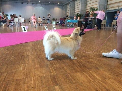 La cerise sur le gâteau Des Divines Idylles De Nagaco - 3 ème excellente classe ouverte femelle
