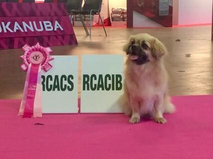 La cerise sur le gâteau Des Divines Idylles De Nagaco - 2 ème excellente classe ouverte- RCACS - RCACIB