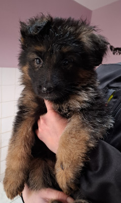 Chiot N°7 - Berger Allemand Poil Long