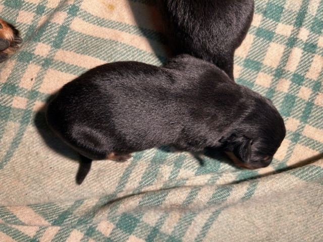 Bounty-Black - Berger de Beauce