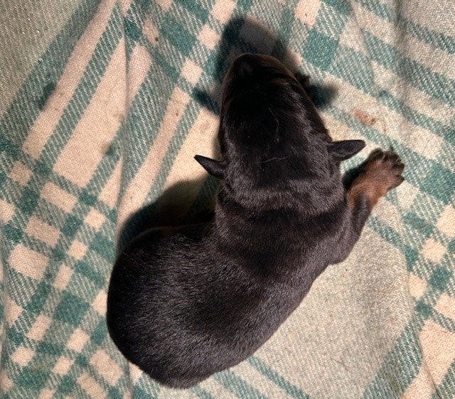 Bella - Berger de Beauce