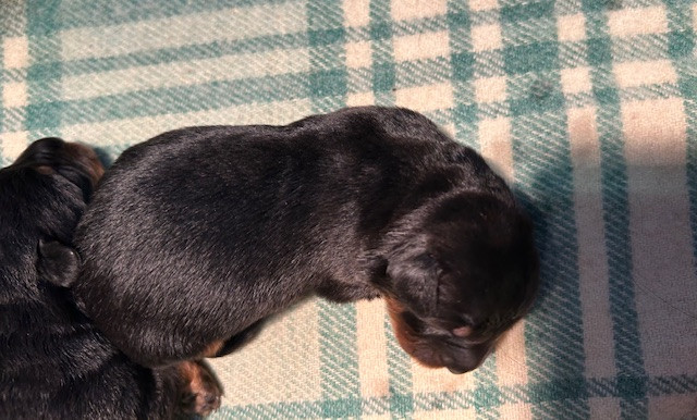 Barbie-Love - Berger de Beauce