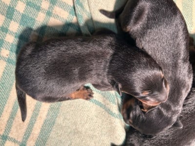 Les chiots de Berger de Beauce